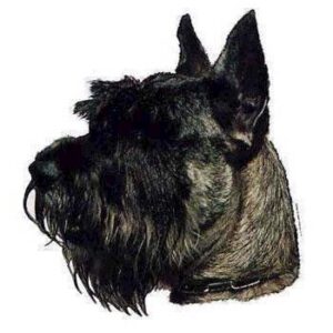 Klisterm�rke, Miniature Schnauzer