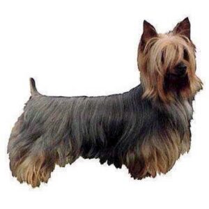 Klisterm�rke, Silke Terrier