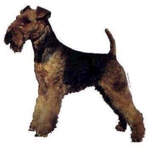 Klisterm�rke, Welsh Terrier