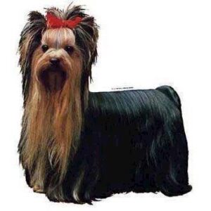 Klisterm�rke, Yorkshire Terrier