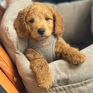 Nora kropssele i tweed - Large
