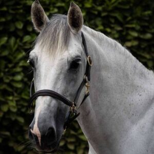 Premier Equine foret l�der grime