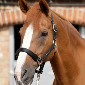 Premier Equine nylongrime med foer