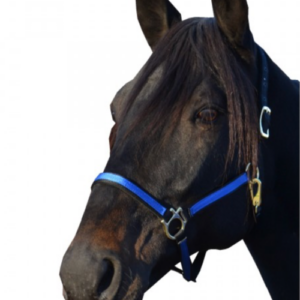 Equitare Pro nylongrime - Sort/bl�, Cob