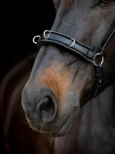 Catago Gentle Bridle Kapsun Næsebånd - COB - BRUN