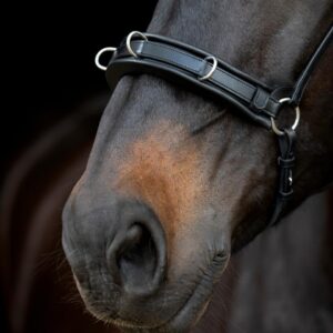Catago Gentle Bridle Kapsun Næsebånd - COB - BRUN