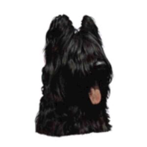 Klisterm�rke, Briard