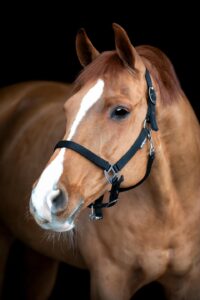 HorseGuard Saby Grooming Grime - XFULL