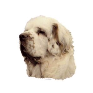 Klisterm�rke, Clumber Spaniel