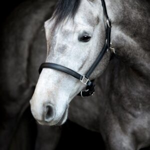 HorseGuard Sabine Lædergrime - PONY