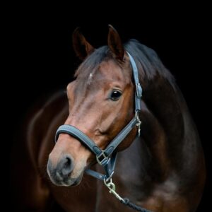 HorseGuard Vardia Flet Grime - COB