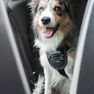 Active Canis Sikkerhedssele til hund