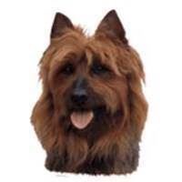 Klisterm�rke, Australsk Terrier