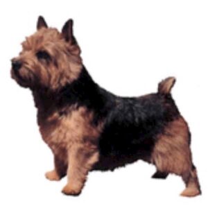 Klisterm�rke, Norwish Terrier, large