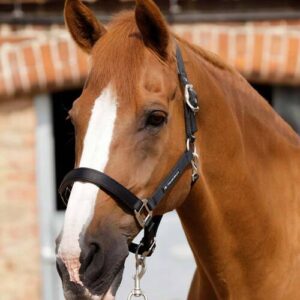 Premier Equine nylongrime med foer - Sort, Cob