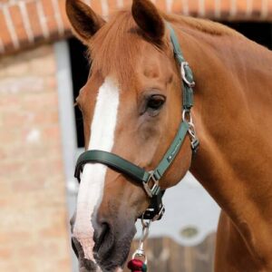 Premier Equine nylongrime med foer - Gr�n, Cob