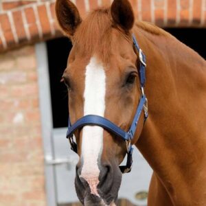 Premier Equine nylongrime med foer - Navy, Cob