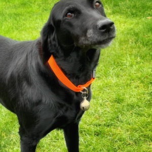 Messing klokke til hundehalsb�nd - STOR